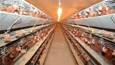 وزير التنمية المحلية ومحافظ بني سويف يتفقدان منظومة العمل بمشروعات الدواجن المركزية بشرق النيل