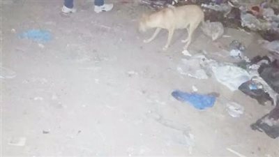 خلال ذهابه إلى الصلاة.. كلب ضال يعقر موظفا بالمعاش في المنوفية