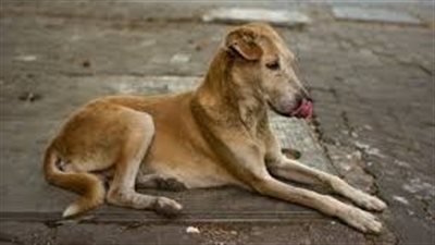 كلب ضال يعقر طفلا أثناء عودته من درس خصوصي بالمنوفية