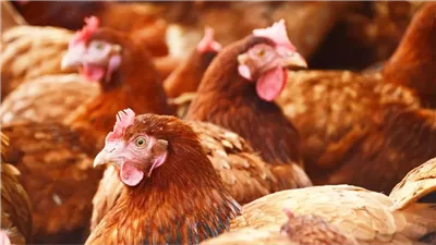 قلق في الولايات المتحدة بسبب تفشي إنفلونزا الطيور وخطط لتلقيح الدجاج ضد المرض