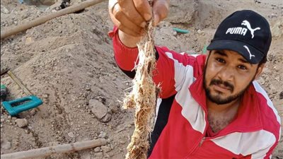 مياه القناة: استخراج جذور الأشجار من مواسير المياه واستمرار تطهير الشبكات