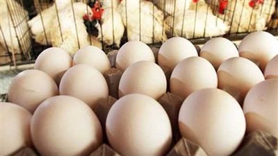 اتحاد منتجي الدواجن: 25 جنيهًا تراجعًا في سعر كرتونة البيض بعد 40 يومًا 