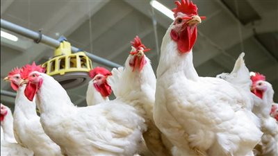 تراجع 6 جنيهات.. أسعار الفراخ اليوم الأربعاء 15-3-2023