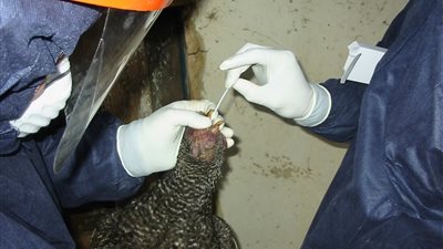 علماء: إنفلونزا الطيور قد تؤدي إلى انتشار الوباء البشري التالي