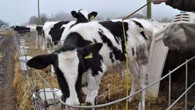 شعبة القصابين عن استيراد العجول من تشاد: رخيصة نسبيًا وضخها بالسوق يضبط الأسعار