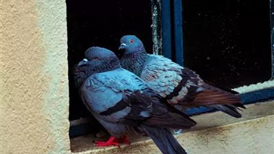 خبراء يحذرون: فضلات الحمام تسبب الإصابة بالالتهاب الرئوي شديد الحساسية