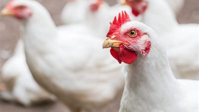 ارتفاع جديد في أسعار الفراخ اليوم السبت 5 أغسطس 2023 بالأسواق 