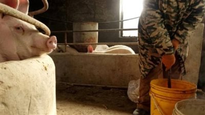 الصين تواجه تفشيا جديدا لـ حمى الخنازير الإفريقية