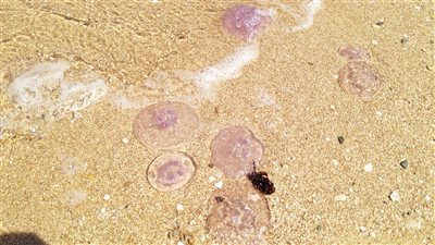 باحث بمعهد علوم البحار بالغردقة: لا قلق من قناديل البحر ولكن يجب الحذر