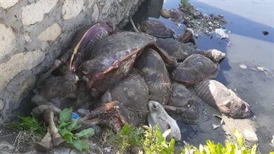 منزوعة الكبد.. العثور على 25 حمارا مسلوخا في مصرف مائي بالغربية | بث مباشر 