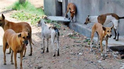 هل يجوز قتل القطط والكلاب المسببة للأمراض؟.. الإفتاء تجيب