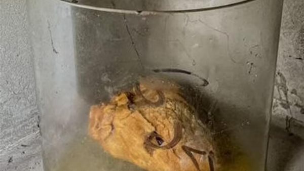 أعضاء متعفنة