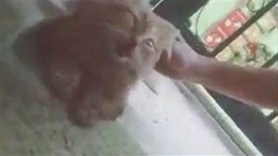 إخلاء سبيل الشاب المتهم بتعذيب قطة باب الشعرية