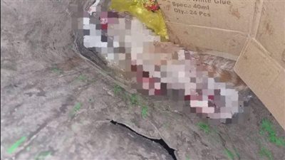 الحبس 6 أشهر لعامل بمطعم مأكولات شهير أنهى حياة قطة بوسط البلد 