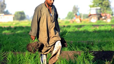 شيكارة الأرز بـ 500 جنيه.. الزراعة تعلن أسعار تقاوي المحاصيل الصيفية لموسم 2023