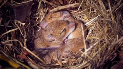 اعتمدوا على الذكور فقط.. اليابانيون ينتجون فئرانًا من دون أم لأول مرة في العالم