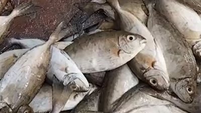السيجان بـ50 جنيها للكيلو.. تعرف على أسعار السمك داخل أسواق السويس| بث مباشر 