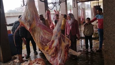 لإصابتها بالسل.. إعدام بقرة تزن 350 كيلو في كفر الشيخ | صور