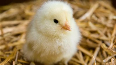 أسعار الكتكوت الأبيض اليوم.. هل هناك ارتفاع جديد في بورصة الدواجن؟