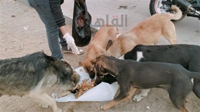 تحت الأمطار.. شباب يطعمون الحيوانات الضالة خلال نهار رمضان | صور