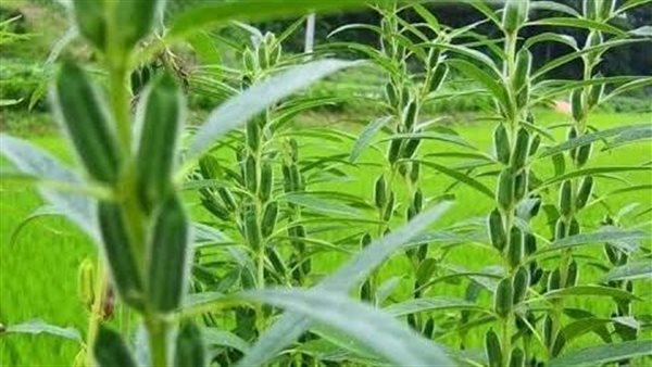 محصول السمسم 