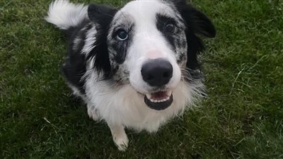 شات ChatGPT4 ينقذ حياة كلب بعد فشل الأطباء البيطريين في علاجه 