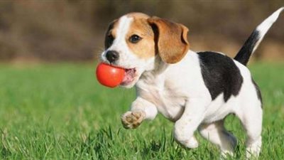 لأول مرة تخطيط متنزهات لـ الكلاب.. جدل بين النواب ووزير المجالس النيابية حول حيازة الحيوانات