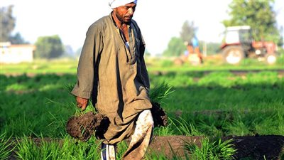 توجيهات عاجلة من الزراعة بسبب انخفاض درجات الحرارة