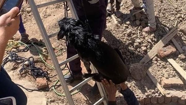 الحماية المدنية تنقذ