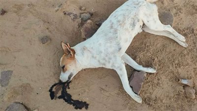 جدل على فيسبوك بسبب قتل الكلاب بالبحر الأحمر.. والطب البيطري: نتخلص من المسعورة فقط