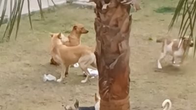 هلع ورعب ونباح 24 ساعة.. سكان كبموند بأكتوبر: الكلاب الضالة هتموّت أطفالنا ومش عارفين نخرج من البيوت|فيديو 