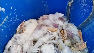 الحبس عامين للمتهمين بحيازة دواجن نافقة لطرحها بالأسواق في الأقصر