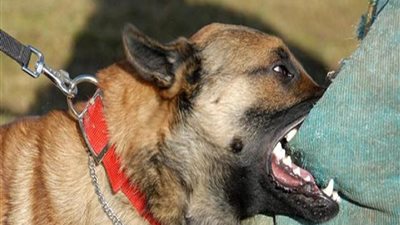 محاكمة شاب بتهمة إصابة طالب بعاهة مستديمة في الأميرية 