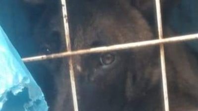 احذر من تربية الحمام والكلاب.. حي المناخ ببورسعيد يُحرر محضرين للمخالفين