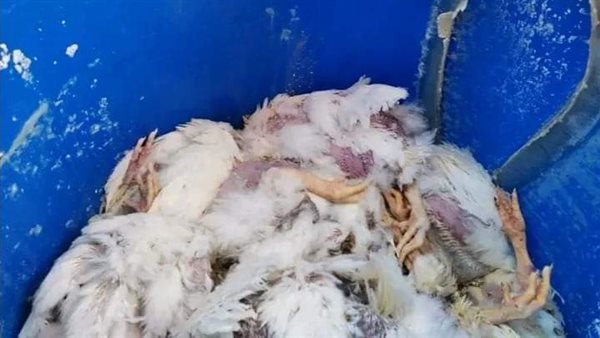 ضبط فراخ نافقة بالأقصر