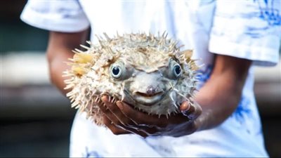 بسبب سمكة منتفخة مميتة.. وفاة امرأة وزوجها في ماليزيا