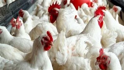 أسعار الدواجن اليوم الاثنين 17 يوليو 2023 في الأسواق 