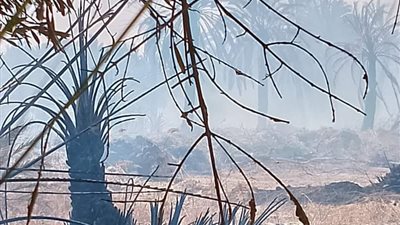 استمر لـ 3 ساعات.. الحماية المدنية تحاول السيطرة على حريق بمزارع واحة سيوة