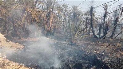 السيطرة على حريق 29 فدان أشجار ونخيل بسيوة